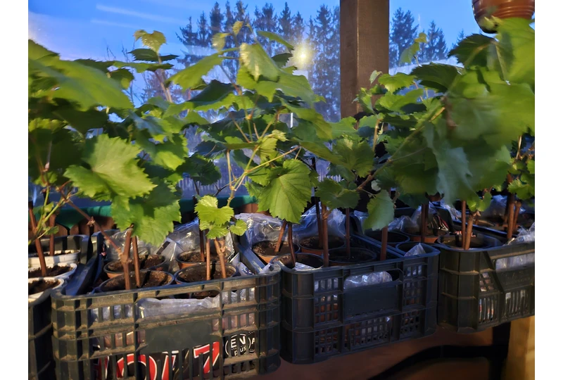Marquette vynuog?s – šalt? paken?ia ||
Cabernet cantor – skonio tobulyb? ||
Regent Adalmia – aukš?iausia kokyb?