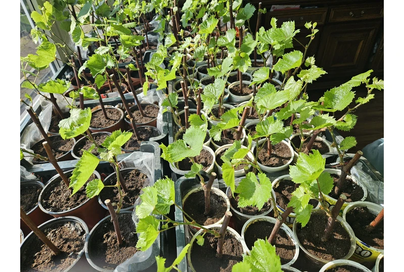 Parduodu atsparius vynuogių sodinukus