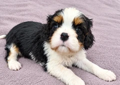 Grynakraujai Karolio spanieliai šuniukai||Meil?s Karolio spanieliai su dokumentais||Blenheimo ir trispalviai šuniukai||Karolio spanieliai su ES pasu ir skiepu||Pristatymas ? Vilni? - spanieliai||Šuniukai iš Daugpilio su kilm?s dokumentais||Karolio spanieliai - mergait?s ir berniukai