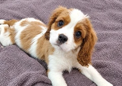 Grynaveisliai Karolio spanieliai šuniukai||Meil?s Kavalieriaus spanieliai iš Latvijos||Blenheimo ir trispalviai šuniukai su dokumentais||Karolio spanieliai su ES pasu ir mikroschema||Šuniukai su kilm?s dokumentais ir pristatymu