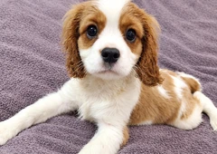 Grynaveisliai Karolio spanielio šuniukai||Meil?s Kavalieriaus spanieliai šuniukai||Blenheimo ir trispalviai spanielio šuniukai||Šuniukai su ES pasu ir mikroschema||Karolio spanieliai su kilm?s dokumentais||Pristatymas ? Vilni? - spanielio šuniukai